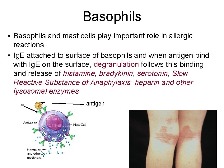 Basophils • Basophils and mast cells play important role in allergic reactions. • Ig.