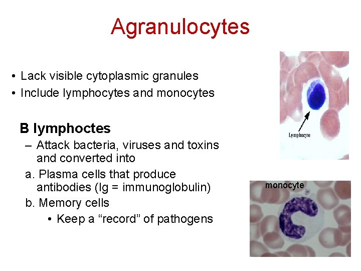 Agranulocytes • Lack visible cytoplasmic granules • Include lymphocytes and monocytes B lymphoctes –