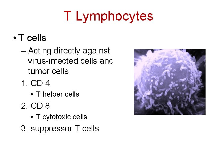 T Lymphocytes • T cells – Acting directly against virus-infected cells and tumor cells