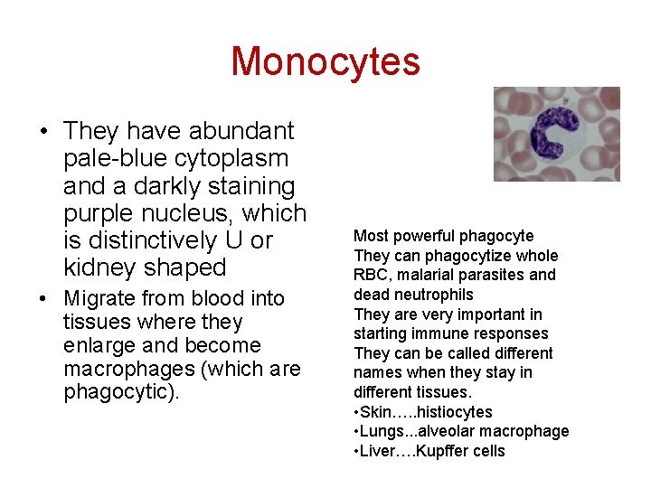 Monocytes • They have abundant pale-blue cytoplasm and a darkly staining purple nucleus, which