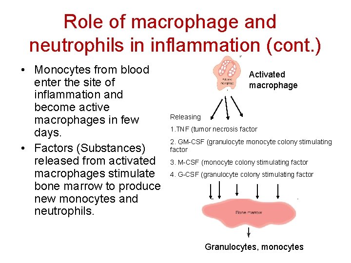 Role of macrophage and neutrophils in inflammation (cont. ) • Monocytes from blood enter