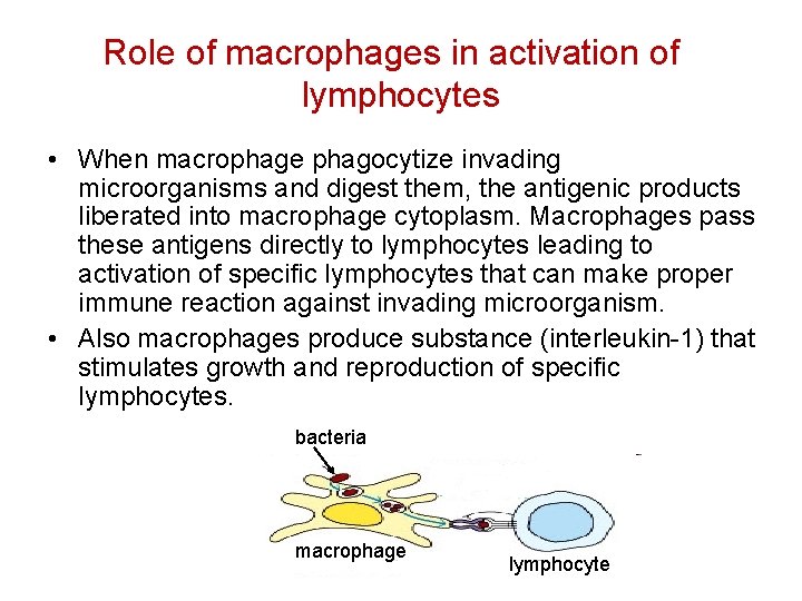 Role of macrophages in activation of lymphocytes • When macrophage phagocytize invading microorganisms and