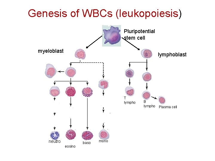 Genesis of WBCs (leukopoiesis) Pluripotential stem cell myeloblast lymphoblast T lympho neutro eosino baso