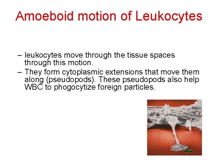 Amoeboid motion of Leukocytes – leukocytes move through the tissue spaces through this motion.