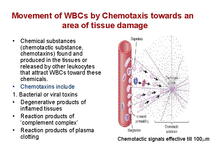 Movement of WBCs by Chemotaxis towards an area of tissue damage • Chemical substances