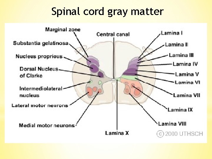 Spinal cord gray matter 