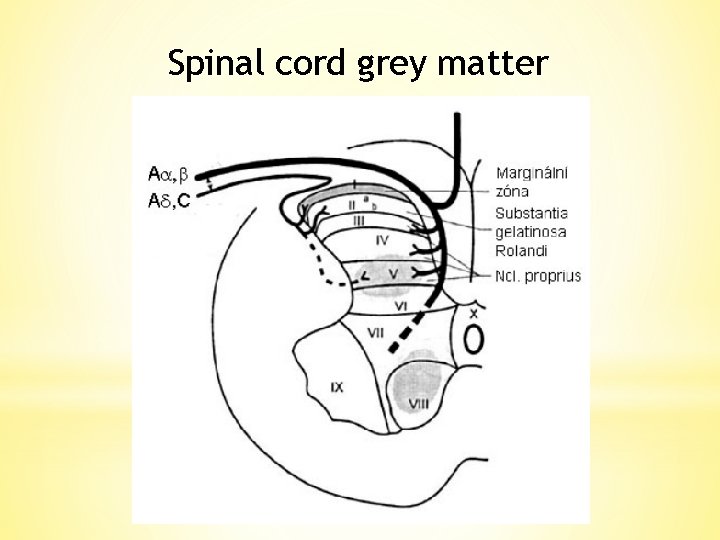Spinal cord grey matter 