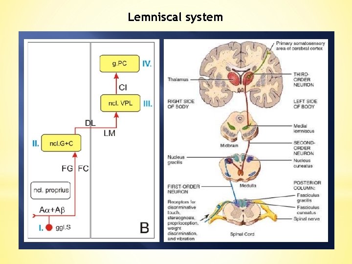 Lemniscal system 