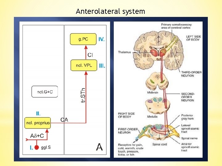 Anterolateral system 