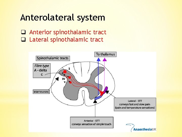 Anterolateral system q Anterior spinothalamic tract q Lateral spinothalamic tract 