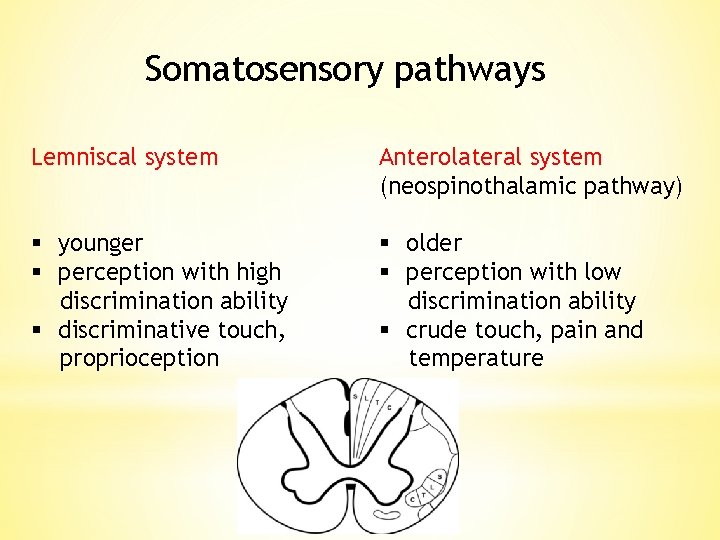 Somatosensory pathways Lemniscal system Anterolateral system (neospinothalamic pathway) § younger § perception with high