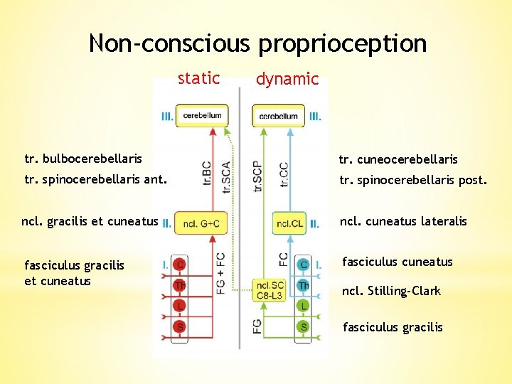 Non-conscious proprioception static dynamic tr. bulbocerebellaris tr. cuneocerebellaris tr. spinocerebellaris ant. tr. spinocerebellaris post.