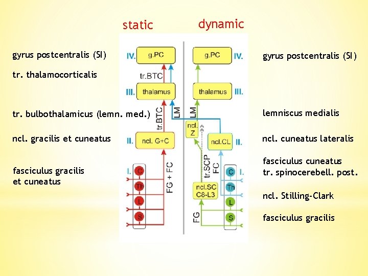 static gyrus postcentralis (SI) dynamic gyrus postcentralis (SI) tr. thalamocorticalis tr. bulbothalamicus (lemn. med.