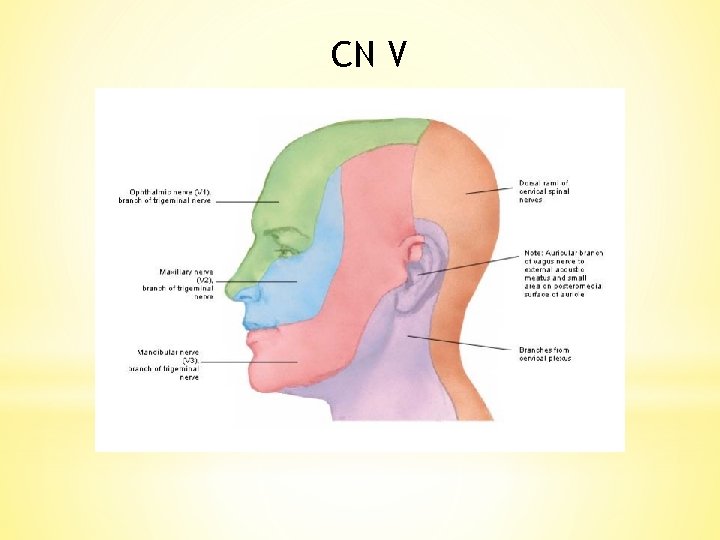 CN V 