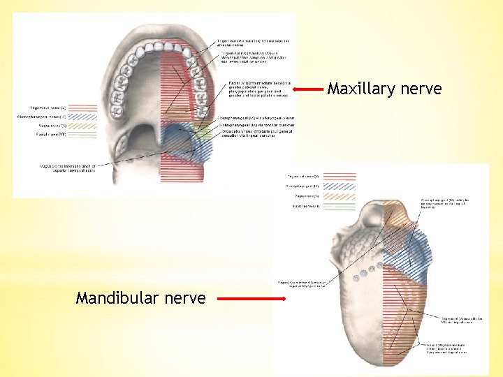 Maxillary nerve Mandibular nerve 