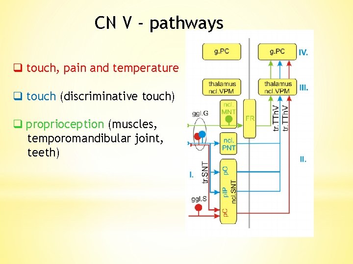 CN V - pathways q touch, pain and temperature q touch (discriminative touch) q