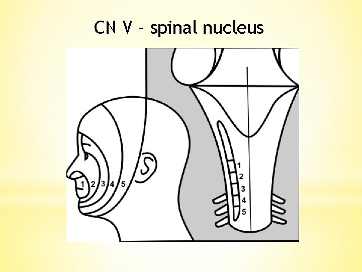 CN V - spinal nucleus 