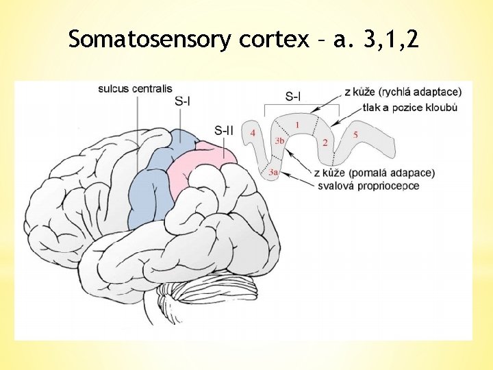 Somatosensory cortex – a. 3, 1, 2 