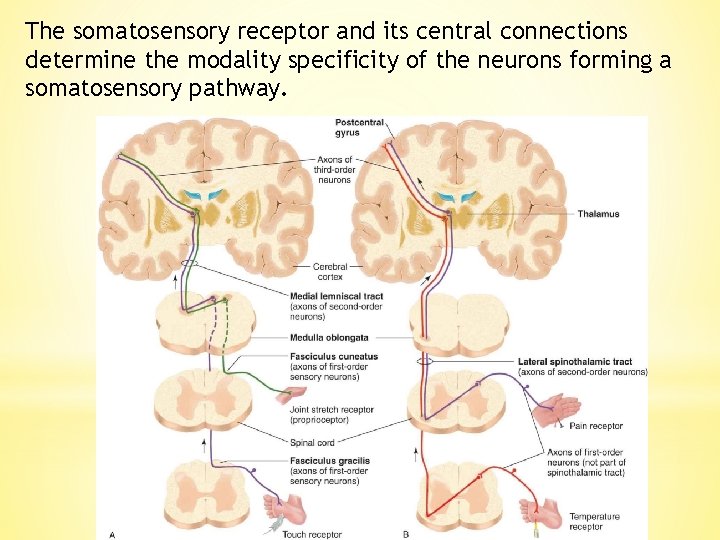 The somatosensory receptor and its central connections determine the modality specificity of the neurons