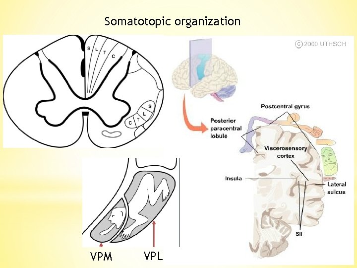 Somatotopic organization VPM VPL 