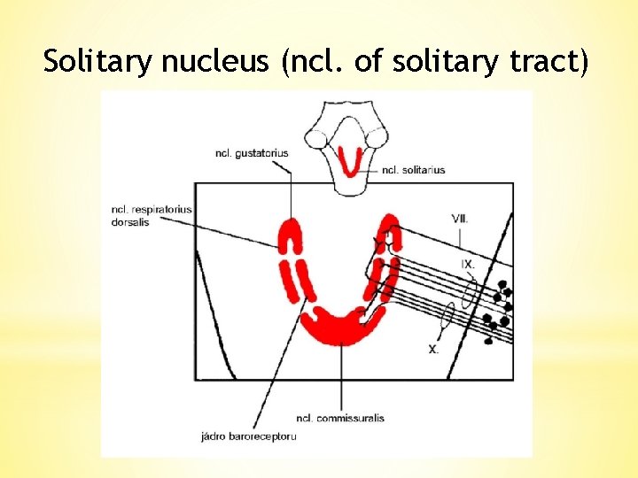 Solitary nucleus (ncl. of solitary tract) 