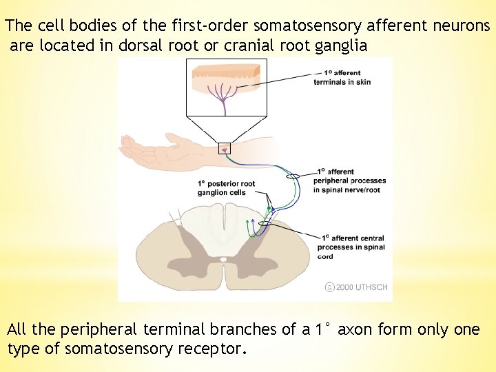 The cell bodies of the first-order somatosensory afferent neurons are located in dorsal root