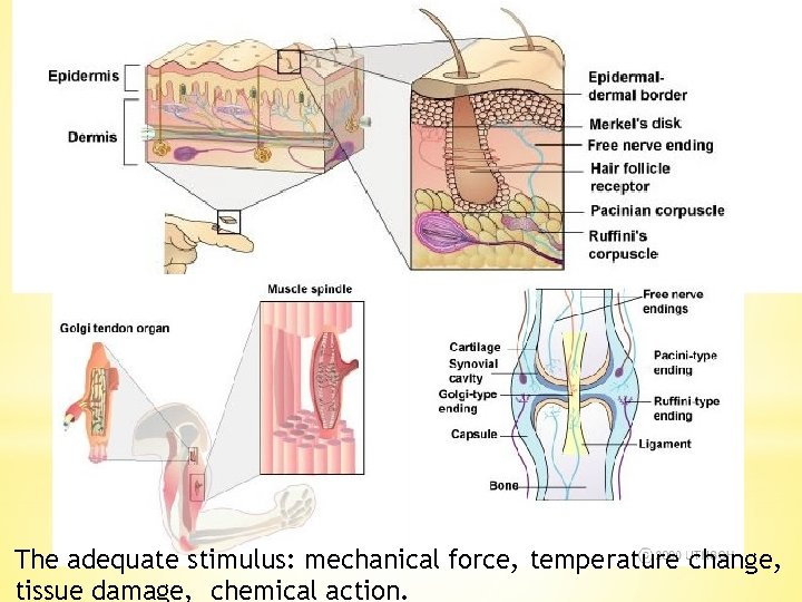 The adequate stimulus: mechanical force, temperature change, tissue damage, chemical action. 