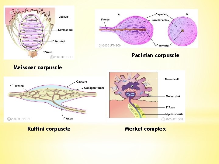 Pacinian corpuscle Meissner corpuscle Ruffini corpuscle Merkel complex 