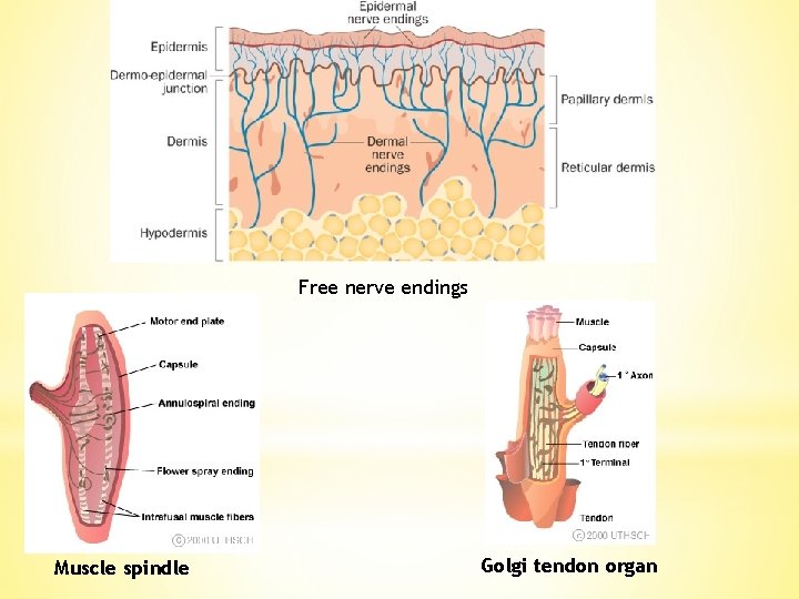 Free nerve endings Muscle spindle Golgi tendon organ 