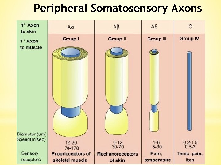 Peripheral Somatosensory Axons 