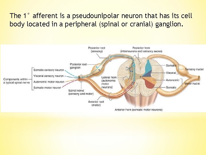 The 1° afferent is a pseudounipolar neuron that has its cell body located in