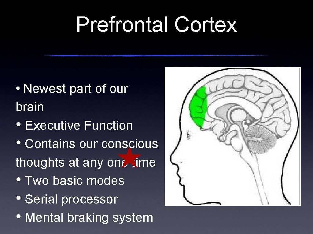 Prefrontal Cortex • Newest part of our brain • Executive Function • Contains our