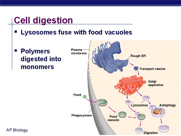Cell digestion § Lysosomes fuse with food vacuoles § Polymers digested into monomers AP
