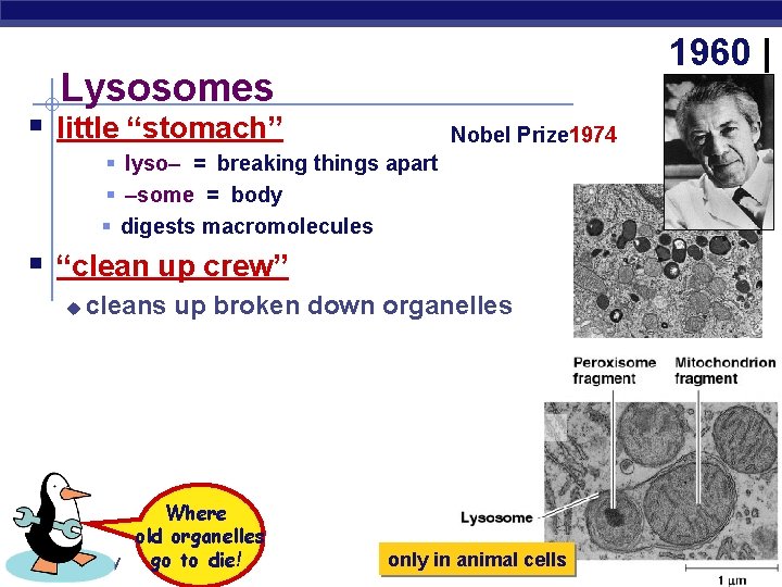 1960 | Lysosomes § little “stomach” Nobel Prize 1974 § lyso– = breaking things