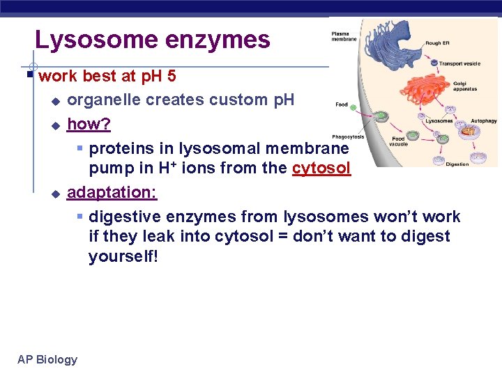 Lysosome enzymes § work best at p. H 5 u u u organelle creates