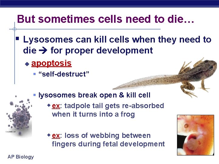 But sometimes cells need to die… § Lysosomes can kill cells when they need
