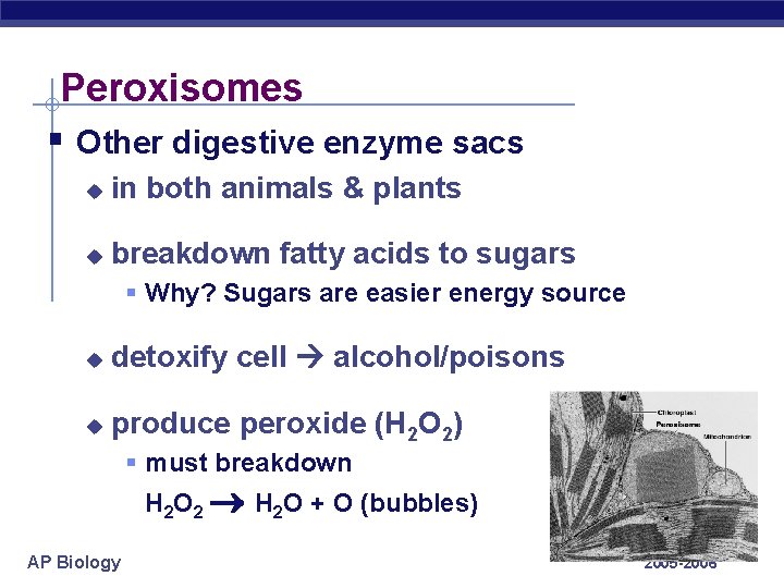 Peroxisomes § Other digestive enzyme sacs u in both animals & plants u breakdown