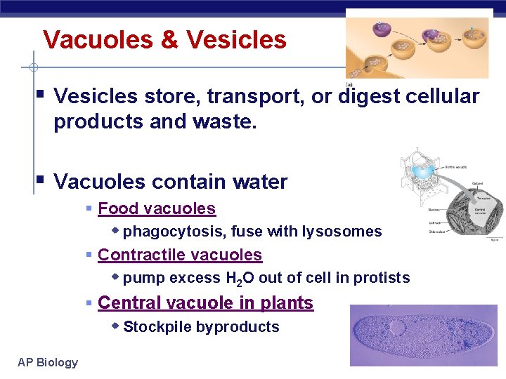 Vacuoles & Vesicles § Vesicles store, transport, or digest cellular products and waste. §