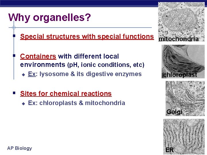 Why organelles? § Special structures with special functions mitochondria § Containers with different local