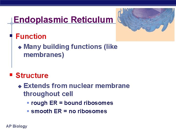 Endoplasmic Reticulum § Function u Many building functions (like membranes) § Structure u Extends