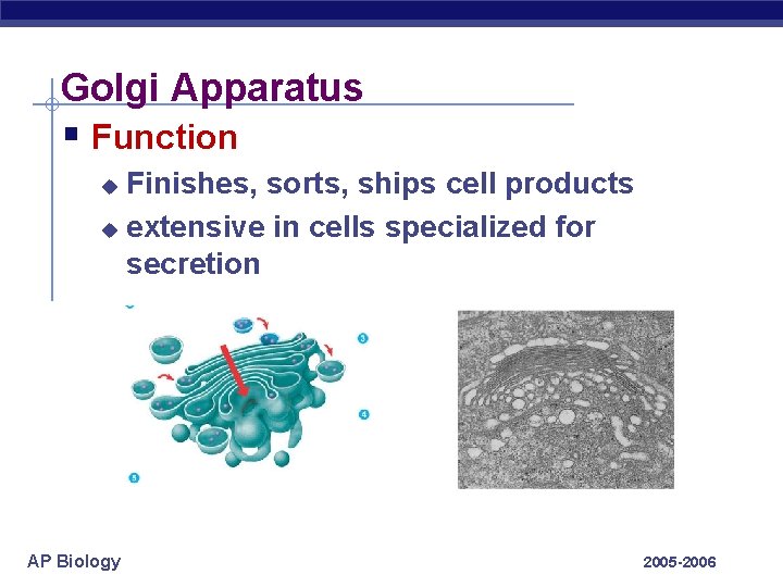 Golgi Apparatus § Function Finishes, sorts, ships cell products u extensive in cells specialized