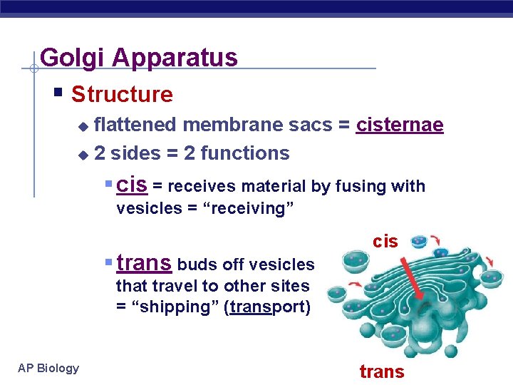 Golgi Apparatus § Structure flattened membrane sacs = cisternae u 2 sides = 2