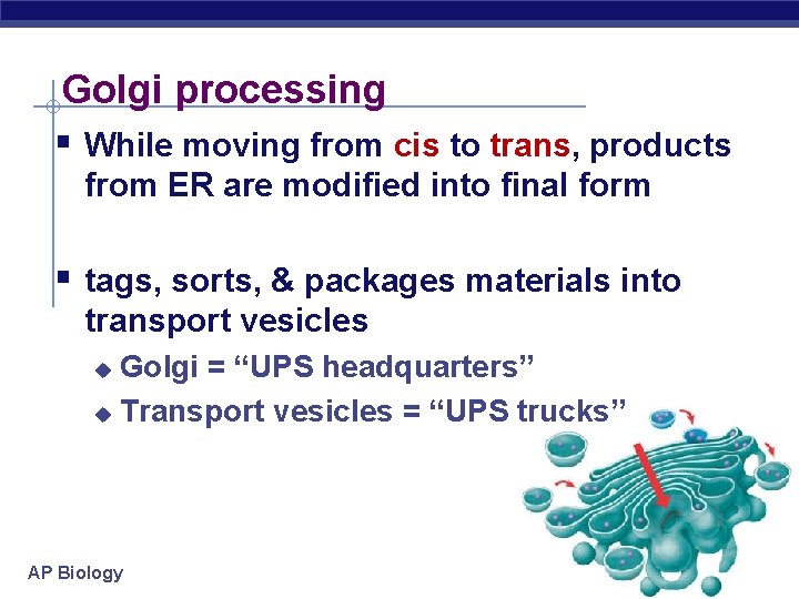 Golgi processing § While moving from cis to trans, products from ER are modified
