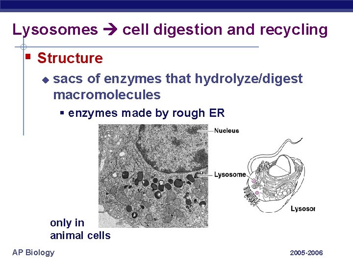 Lysosomes cell digestion and recycling § Structure u sacs of enzymes that hydrolyze/digest macromolecules