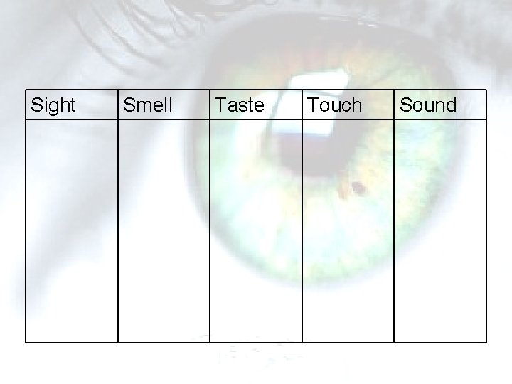 Sight Smell Taste Touch Sound Sight Smell Taste Touch Sound