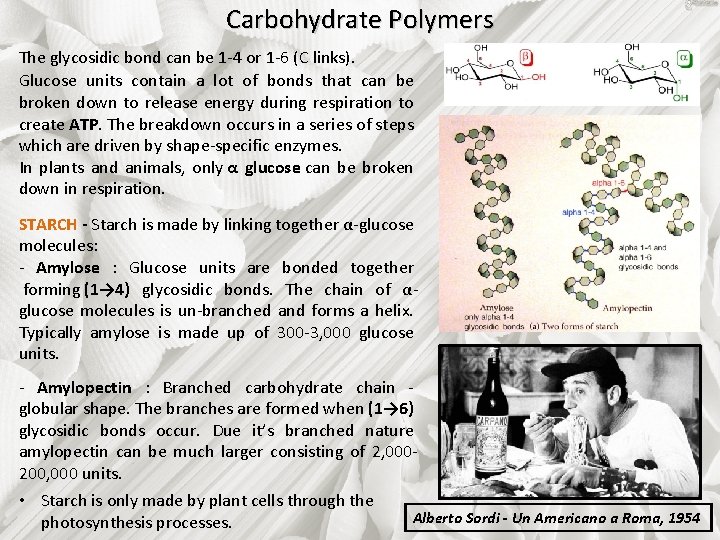 Carbohydrate Polymers The glycosidic bond can be 1 -4 or 1 -6 (C links).