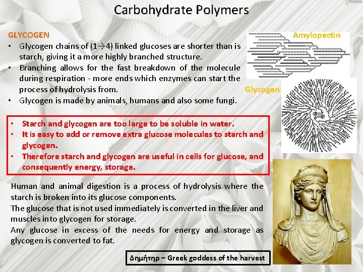 Carbohydrate Polymers GLYCOGEN • Glycogen chains of (1→ 4) linked glucoses are shorter than