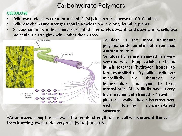 Carbohydrate Polymers CELLULOSE • Cellulose molecules are unbranched (1→ 4) chains of β-glucose (~10000