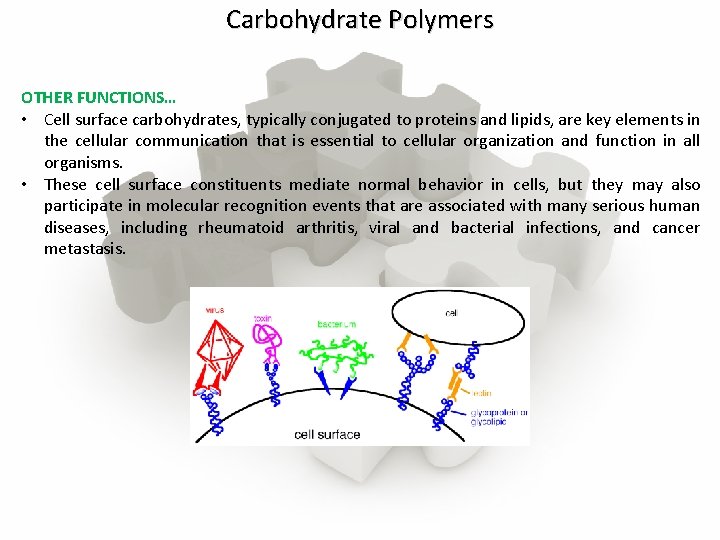 Carbohydrate Polymers OTHER FUNCTIONS… • Cell surface carbohydrates, typically conjugated to proteins and lipids,