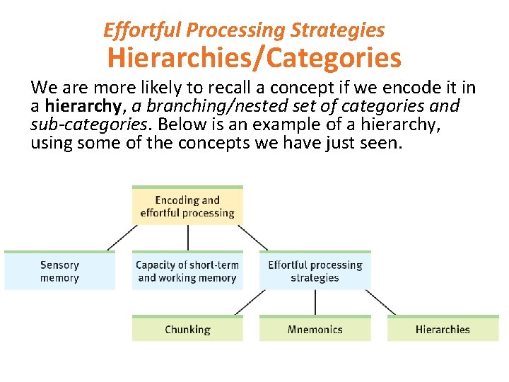 Effortful Processing Strategies Hierarchies/Categories We are more likely to recall a concept if we